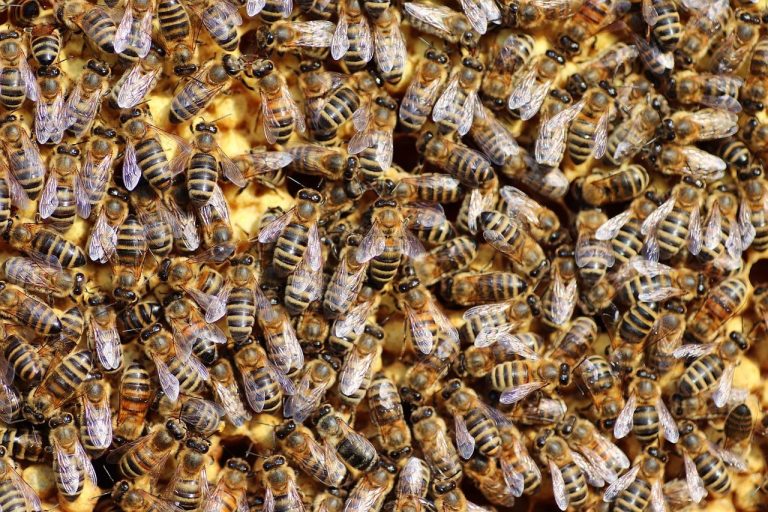 Home Propolis kopen: biologische propolis producten voor natuurlijke tandheelkunde en mondgezondheid met antibacteriële werking